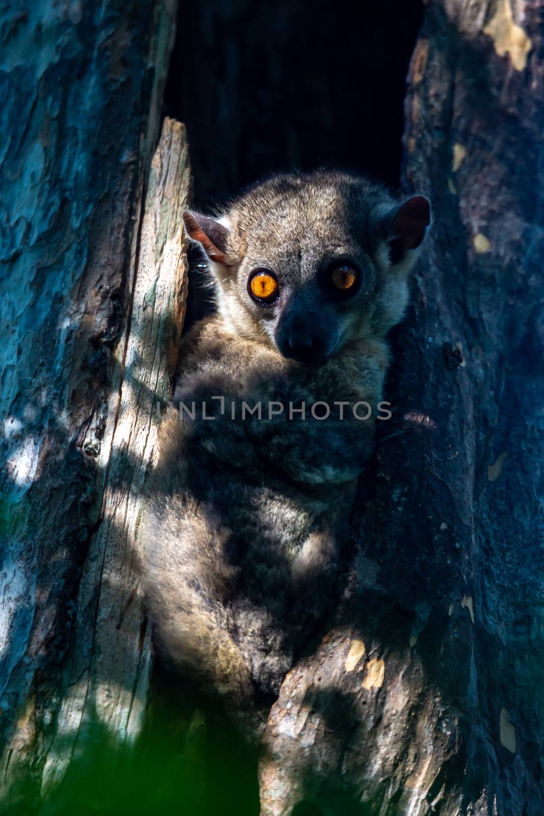 Little lemur hid in the hollow of a tree and watches by 25ehaag6