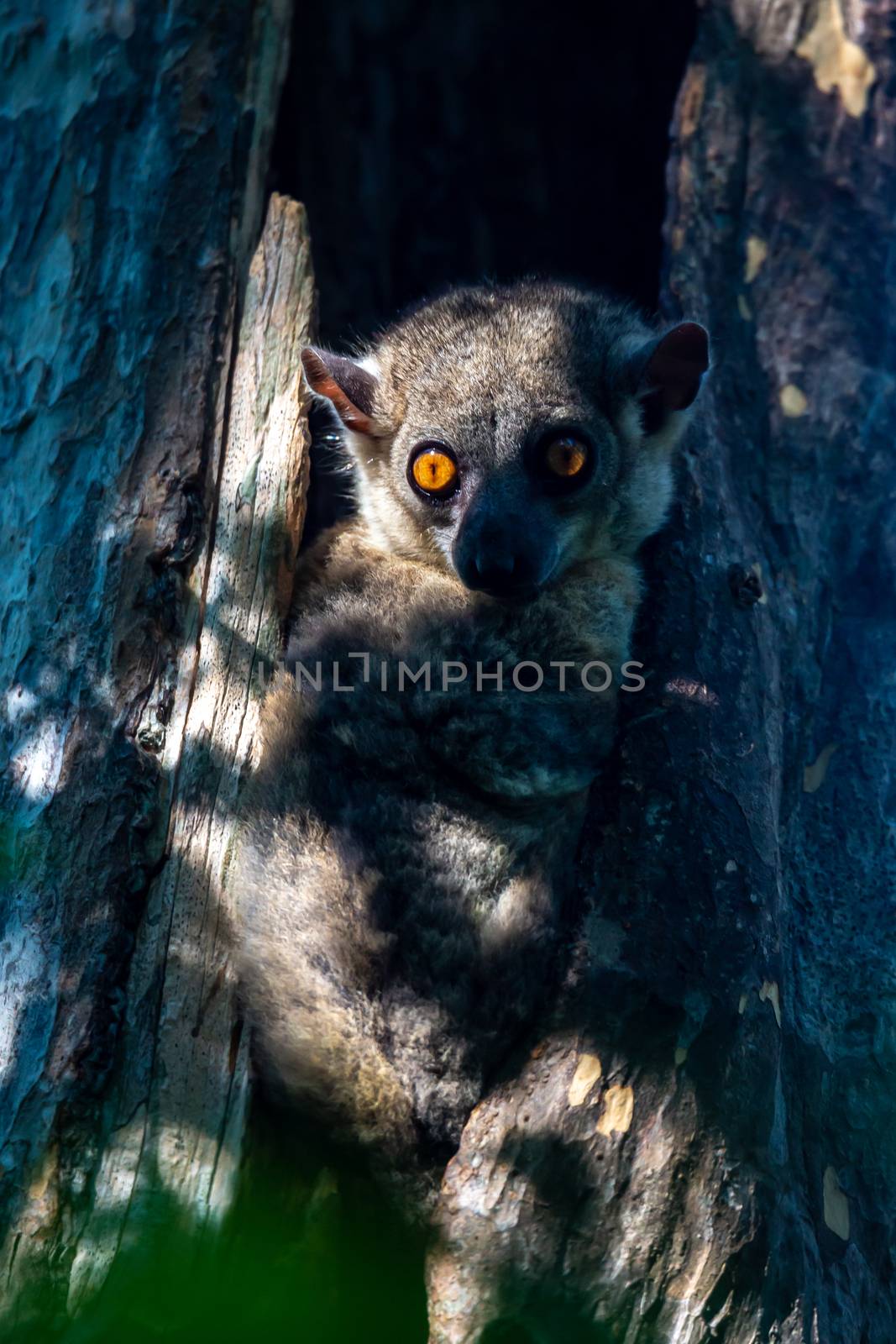 One Little lemur hid in the hollow of a tree and watches