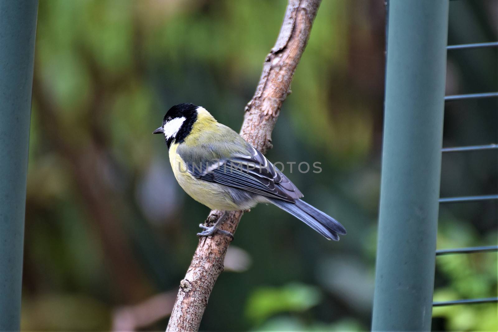 Great tit on a wooden stick next a green metal pipe and grate against a blurry background