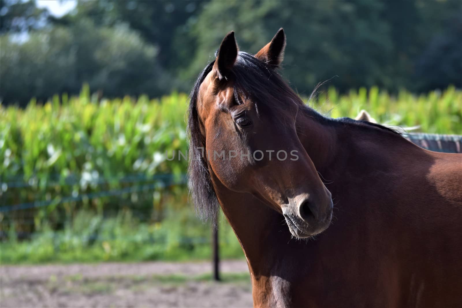 A portrait of a horse looking back, aginst a green background