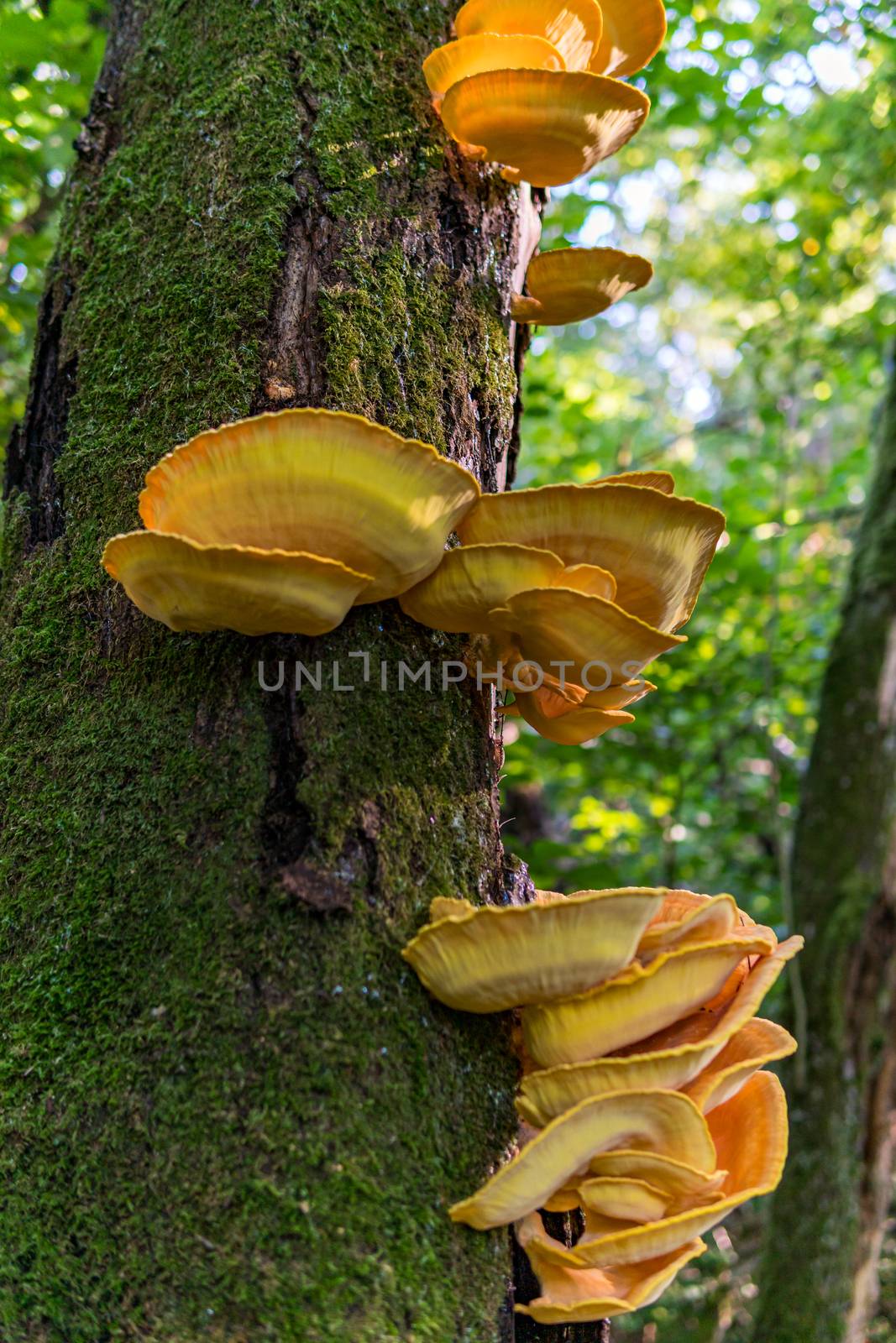 Beautiful multi-colored mushrooms in the autumn forest in Germany