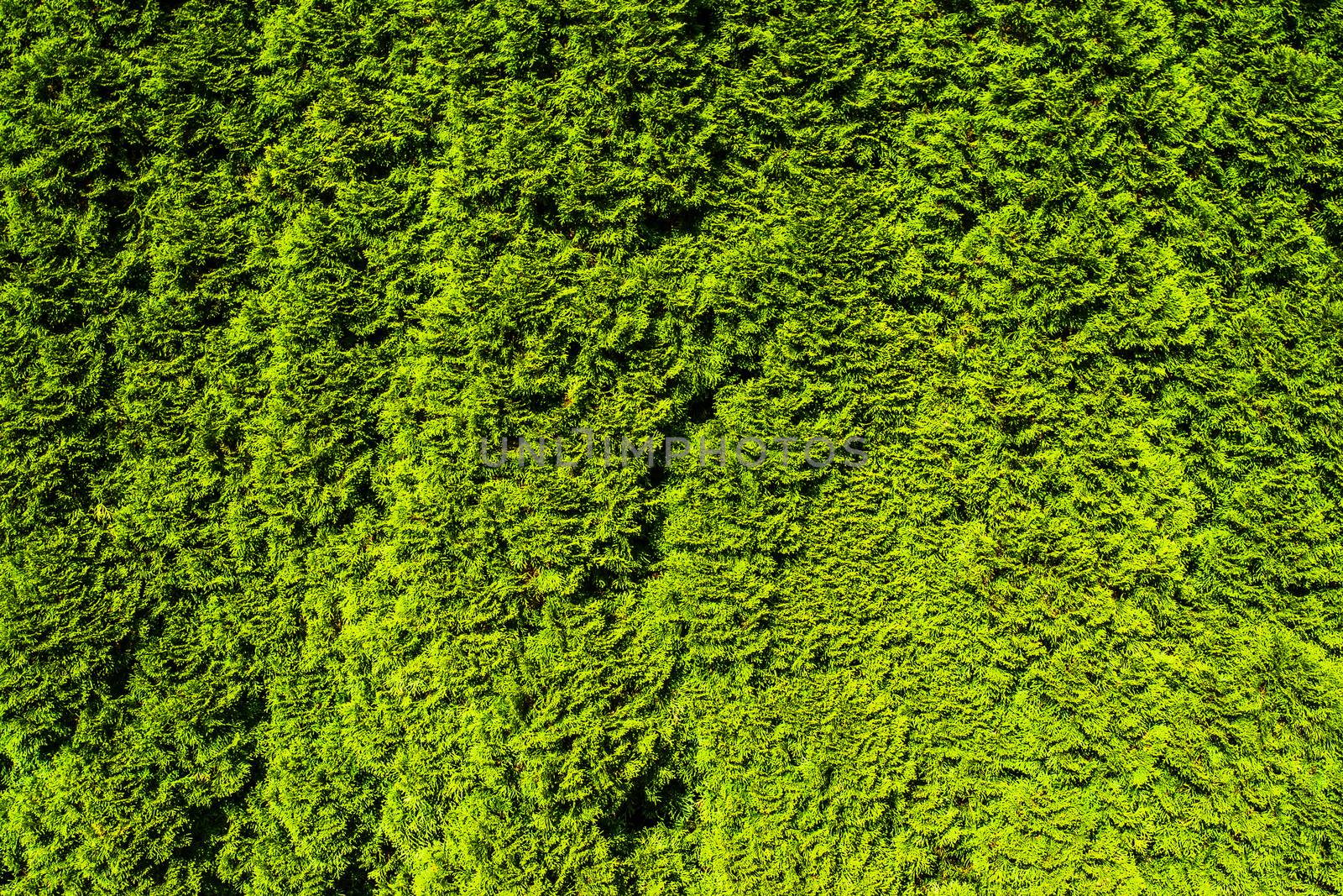 Natural Green Leaf Wall Texture for Backdrop. Vertical Fence Design.