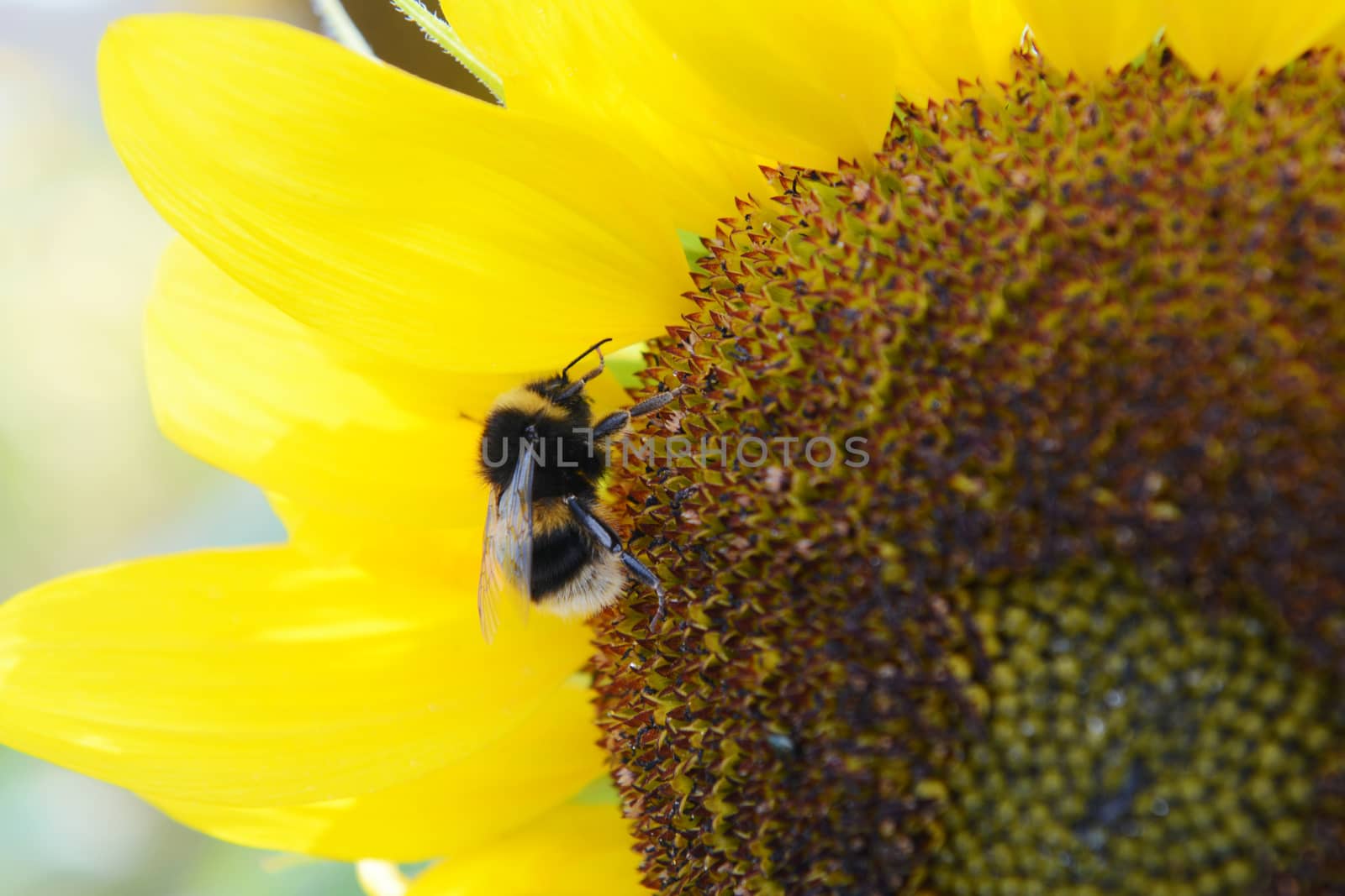 Close-up of furry buff tailed bumblebee on the flower head of a bright yellow sunflower