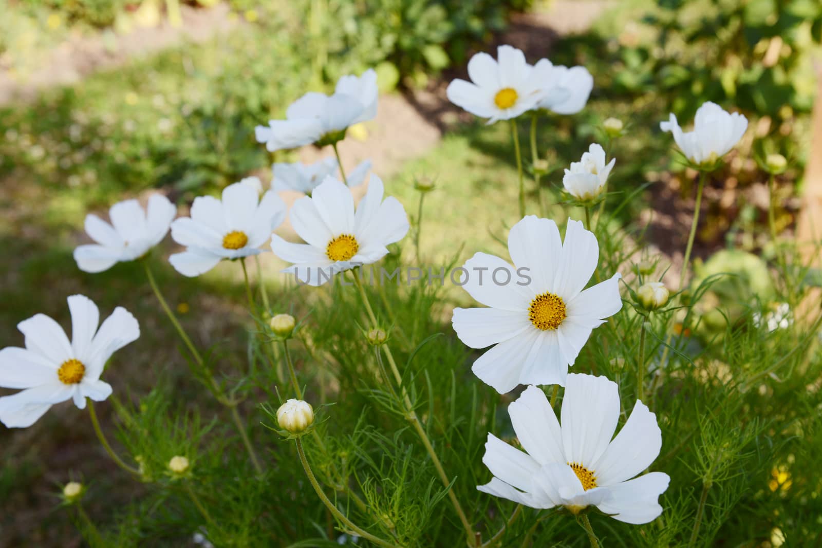 Numerous white cosmos blooms, Dwarf Sensation - flowers open above frondy foliage