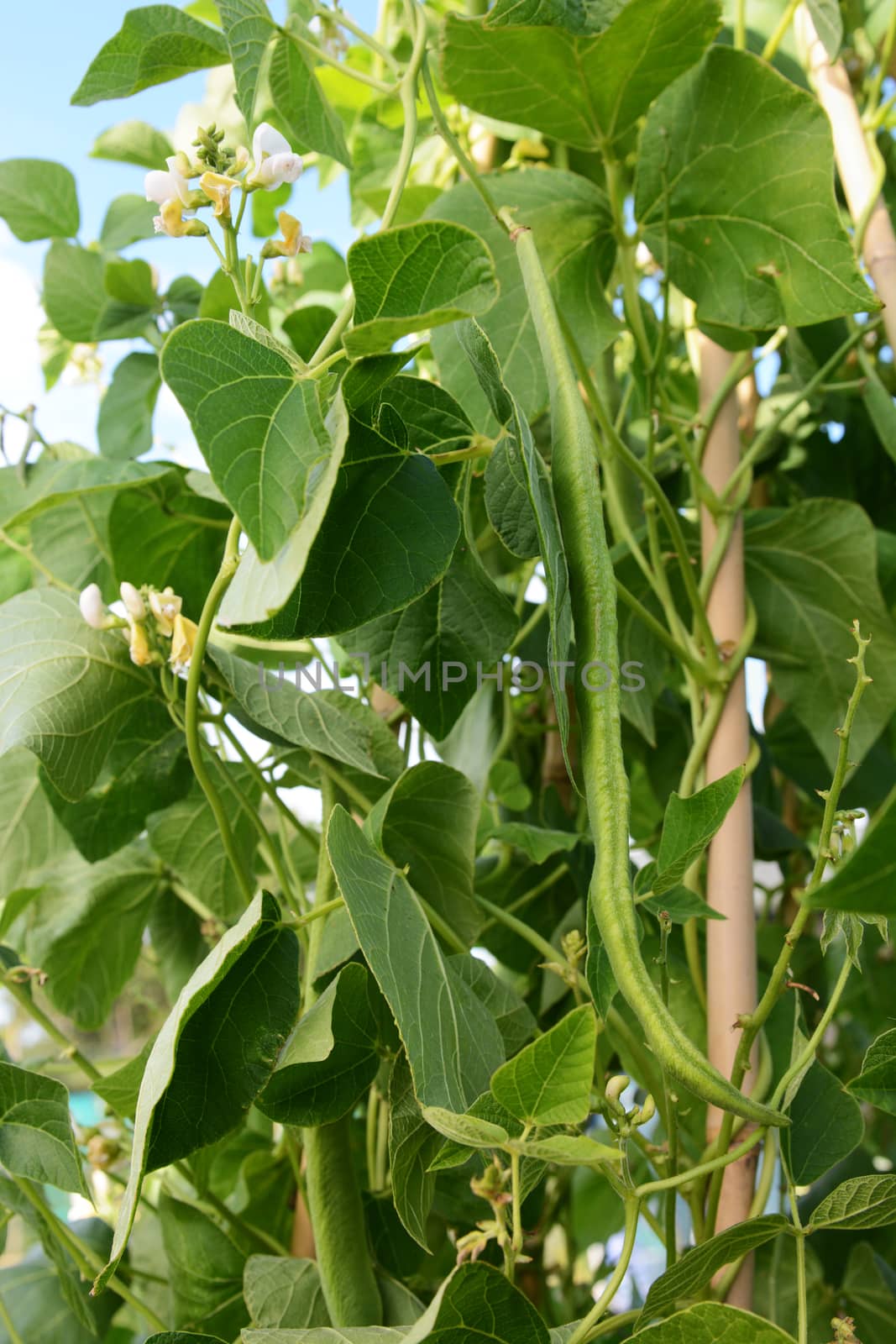 Long runner bean among lush foliage and white flowers by sarahdoow
