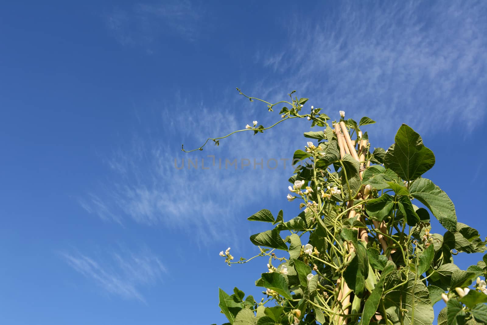 Tall wigwam of Wey runner bean vines with white flowers. Long tendril reaching out against blue summer sky.