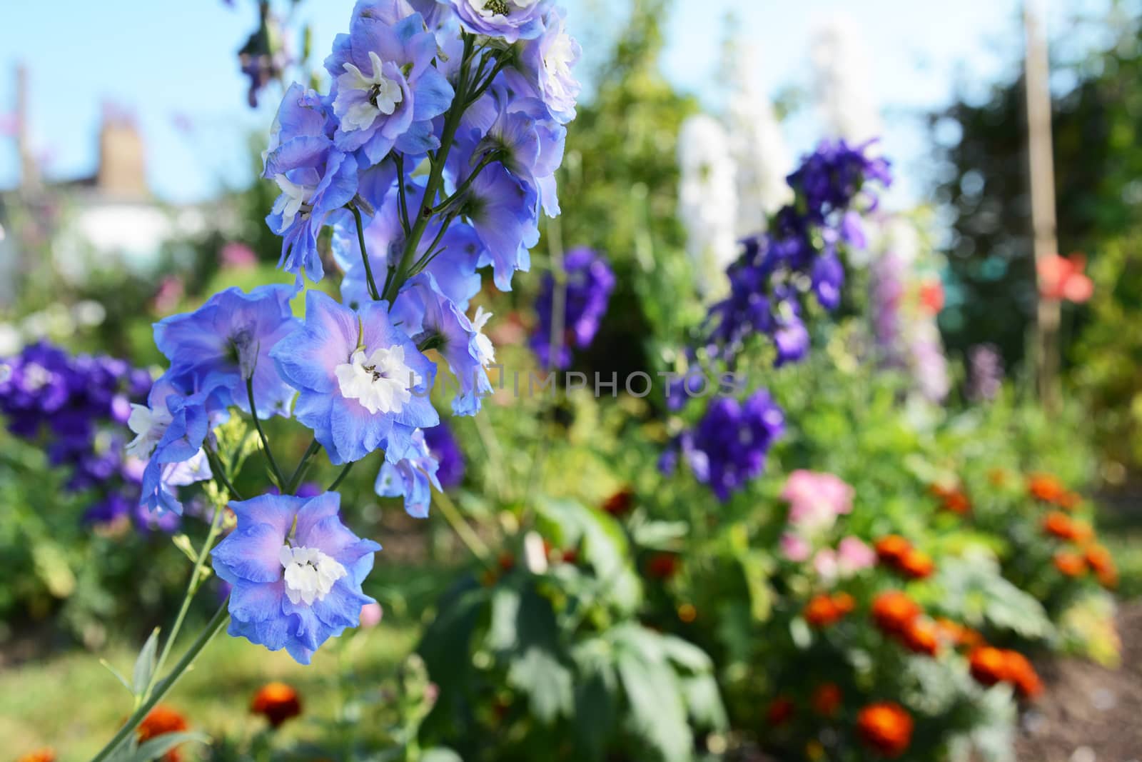Light blue delphinium flower spike in selective focus against colourful flower garden