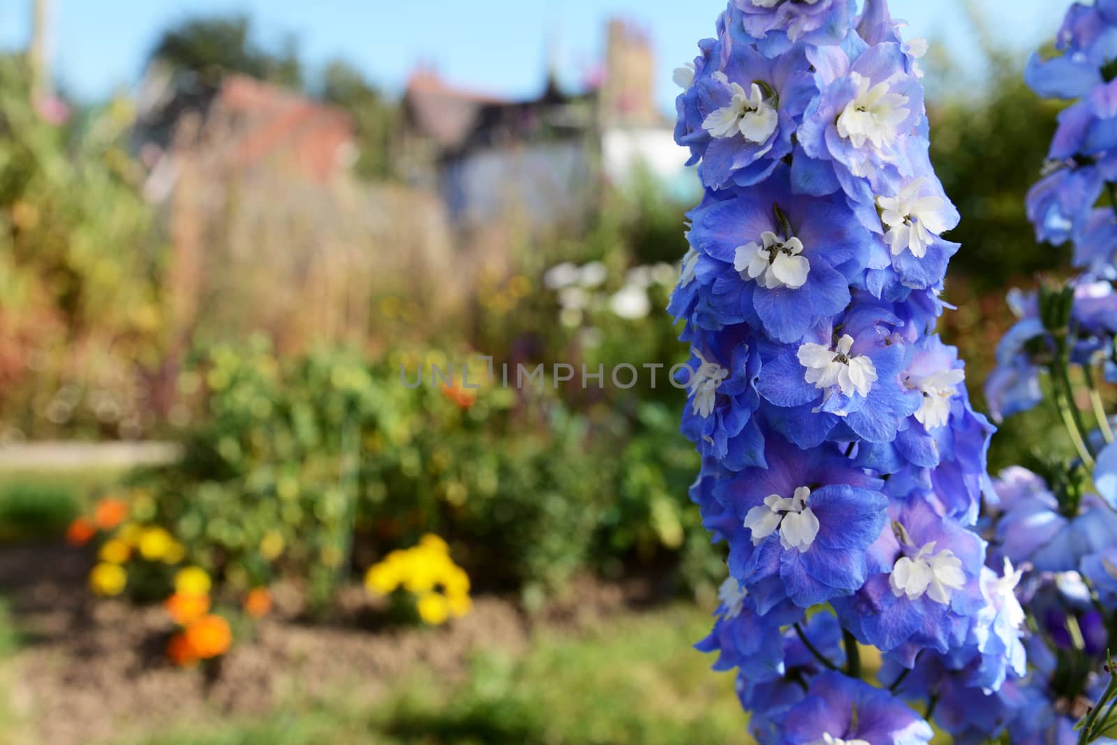 Blue delphinium blooms with white centres in a sunny garden by sarahdoow
