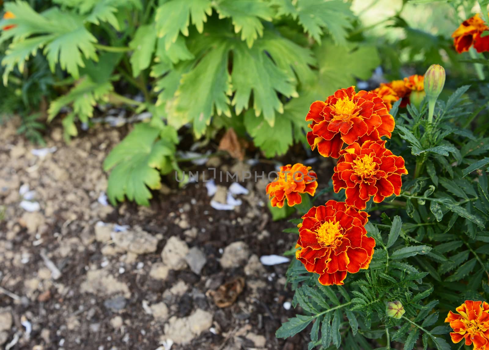 Red and yellow French marigolds with dark green foliage by sarahdoow
