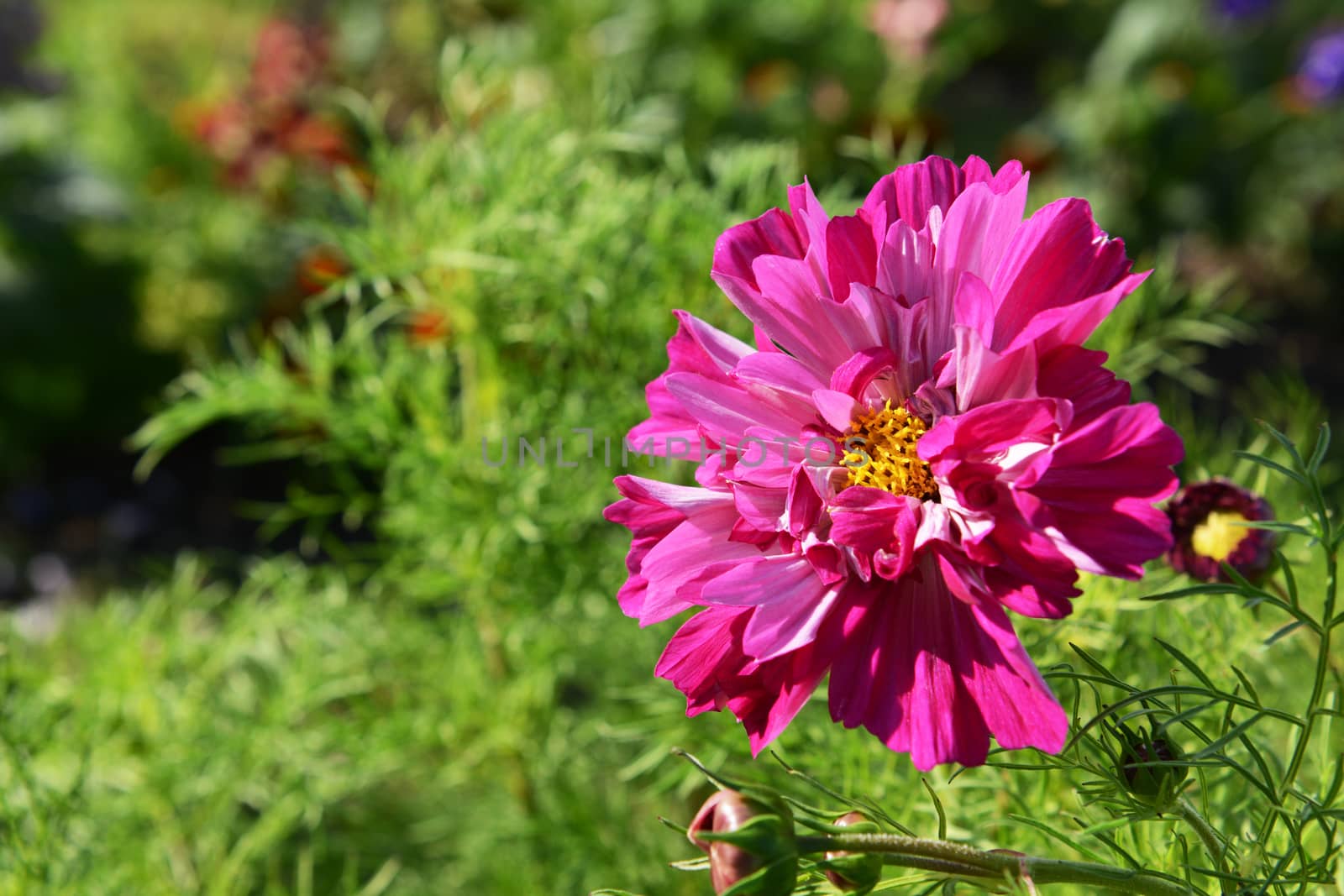Pink and magenta Double Click cosmos flower blooming in sunshine above frondy green foliage