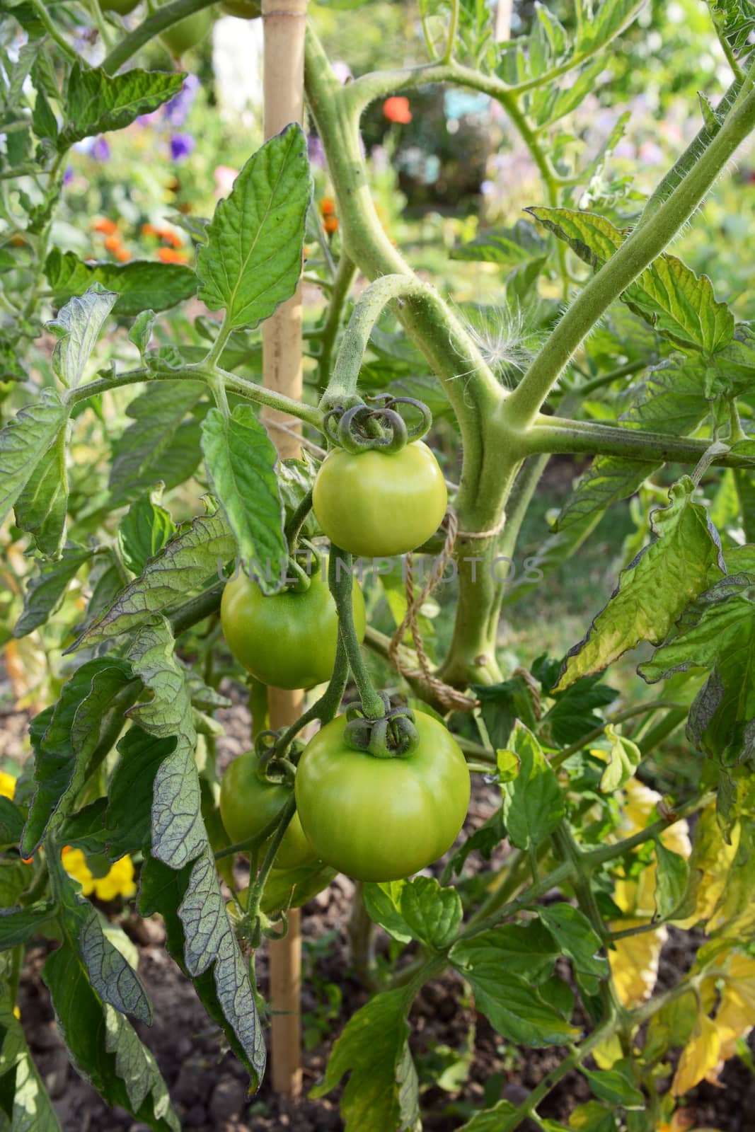 Green unripe Ferline tomatoes grow on the vine of an indeterminate tomato plant in a rural allotment. Solanum lycopersicum L.