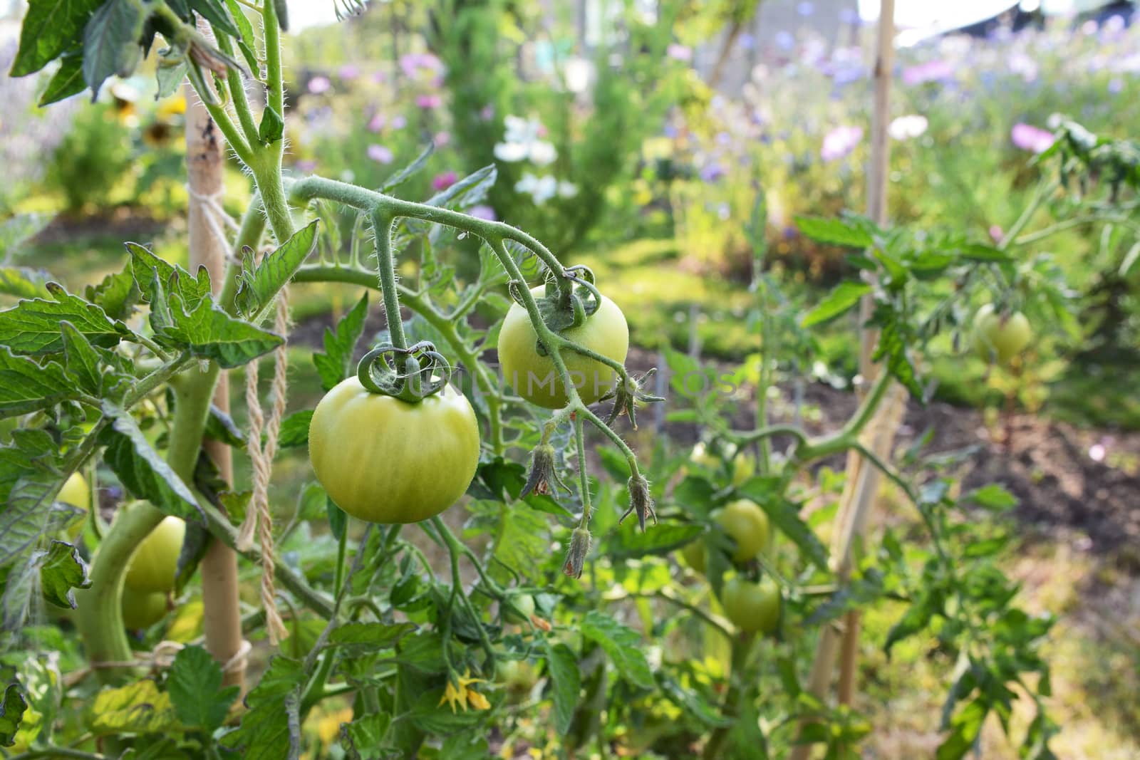 Ferline cordon tomato plant with green fruit by sarahdoow