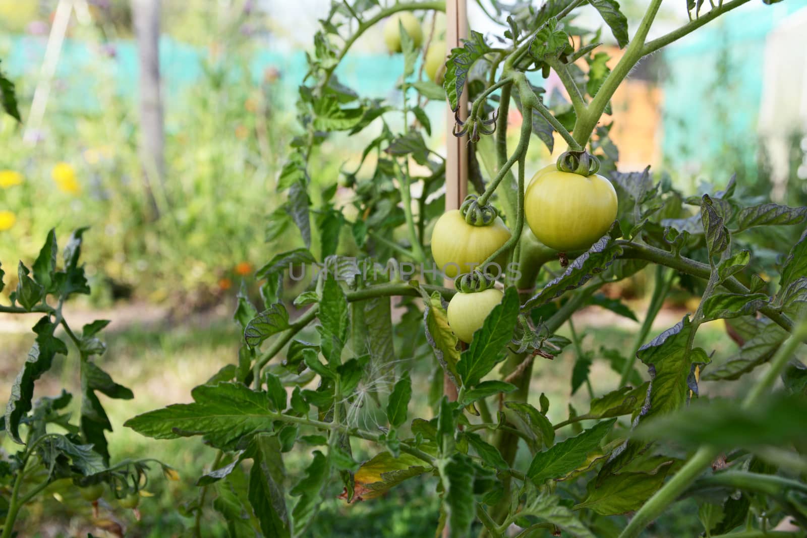 Three Ferline tomato fruits grow among fragrant foliage on a cordon plant in a vegetable garden. Solanum lycopersicum L.