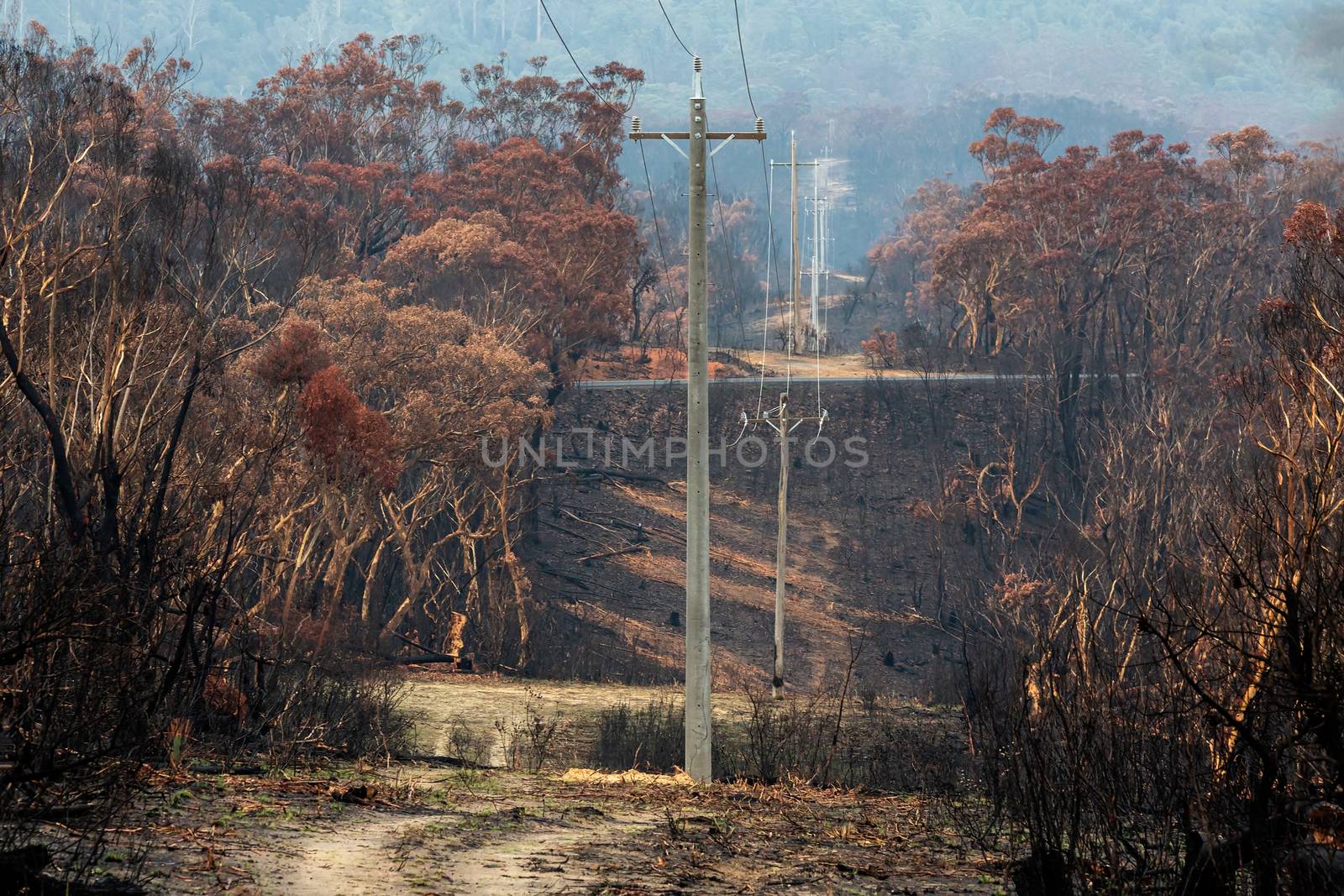 Burnt bush beside powerlines that have been replaced to restore power in Blue Mountains Australia after wild fires 
