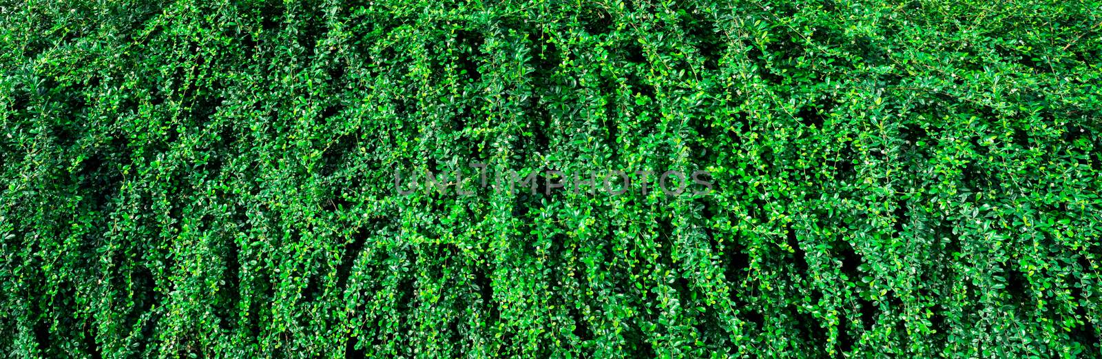 Closeup evergreen hedge plants. Small green leaves in hedge wall by Fahroni