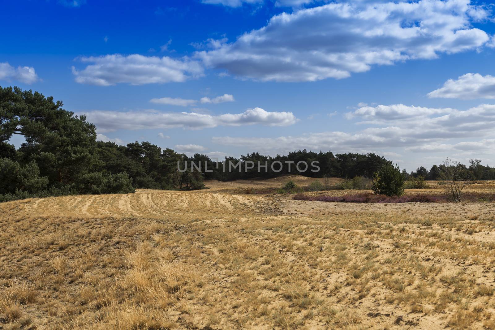 the nature reserve Maasduinen with the sandy heathland and forests in North Limburg in the Netherlands
