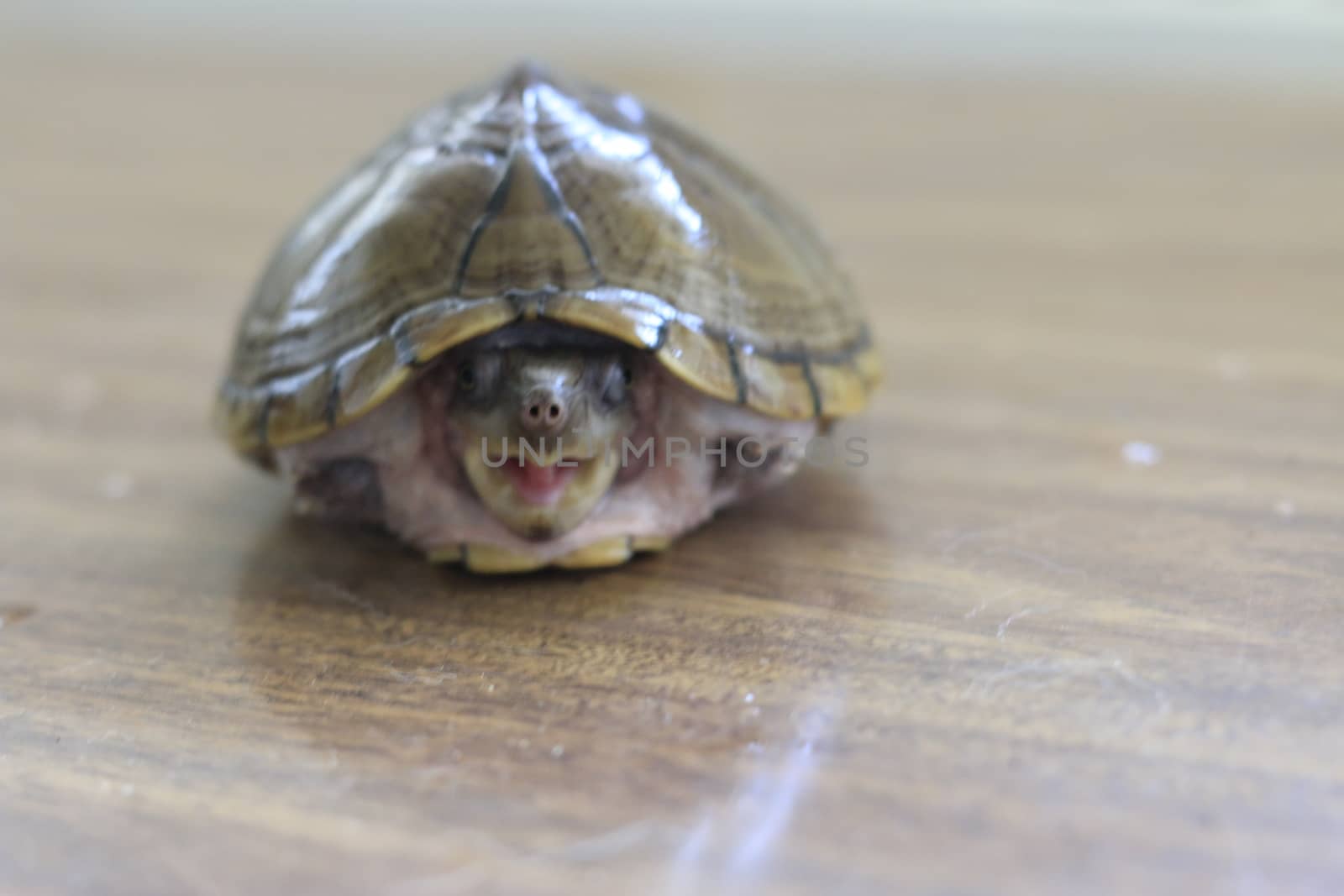 Razorback musk turtle or sternotherus carinatus isolated on table by mynewturtle1