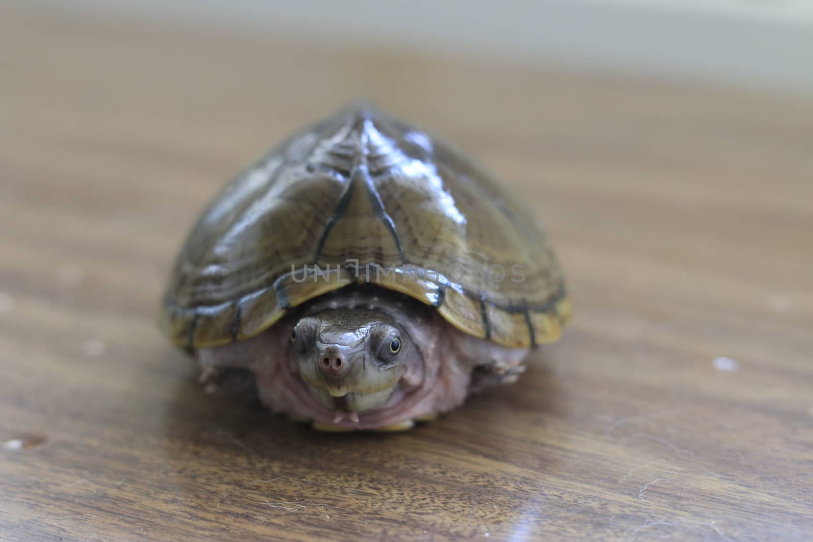 Razorback musk turtle or sternotherus carinatus isolated on table by mynewturtle1
