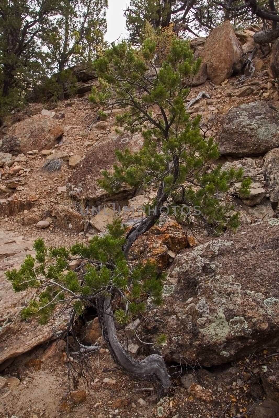 Limber Pine in Petrified Forest State Park 2281 by kobus_peche