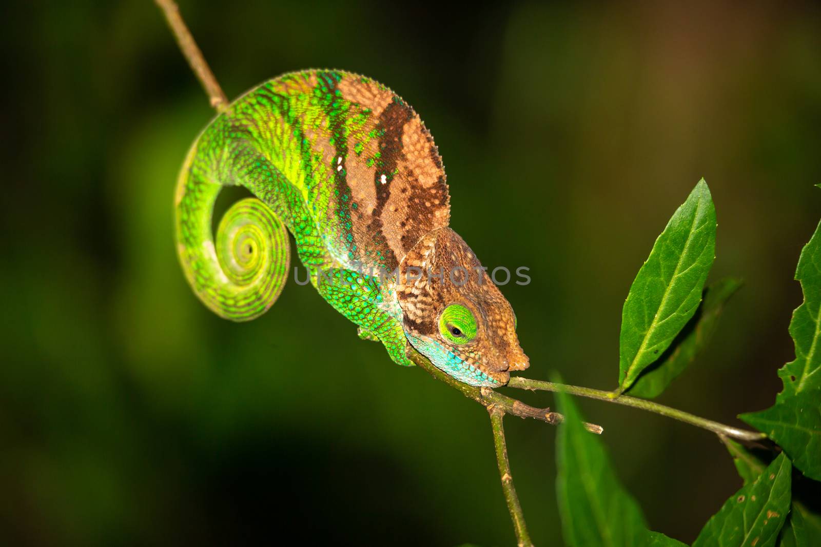 Colorful chameleon on a branch of a tree by 25ehaag6