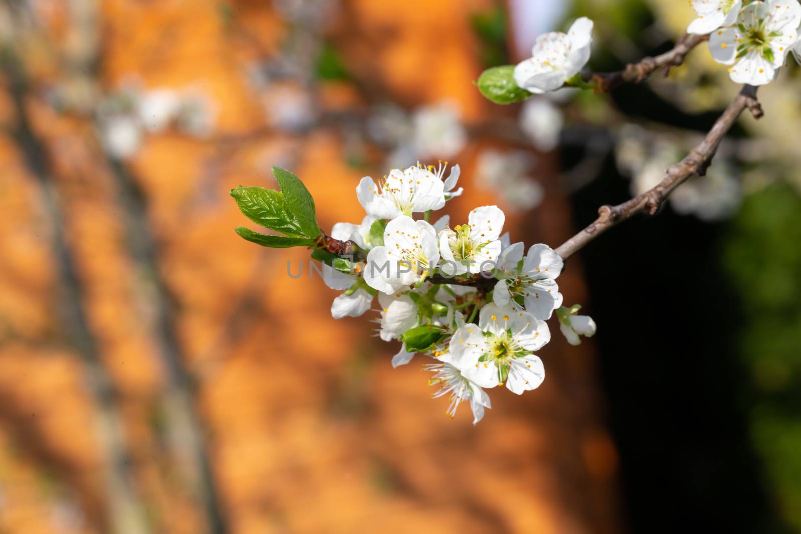 The White cherry blossoms with the first green leaves