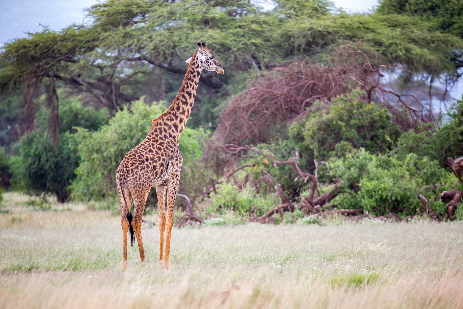 Giraffe is walking in the savannah between the plants by 25ehaag6
