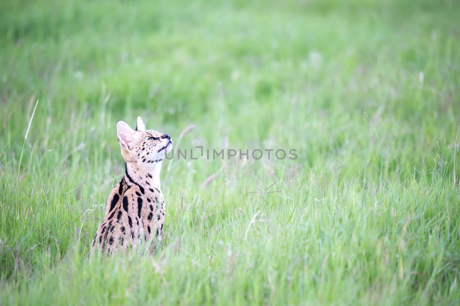 A serval cat in the grassland of the savannah in Kenya