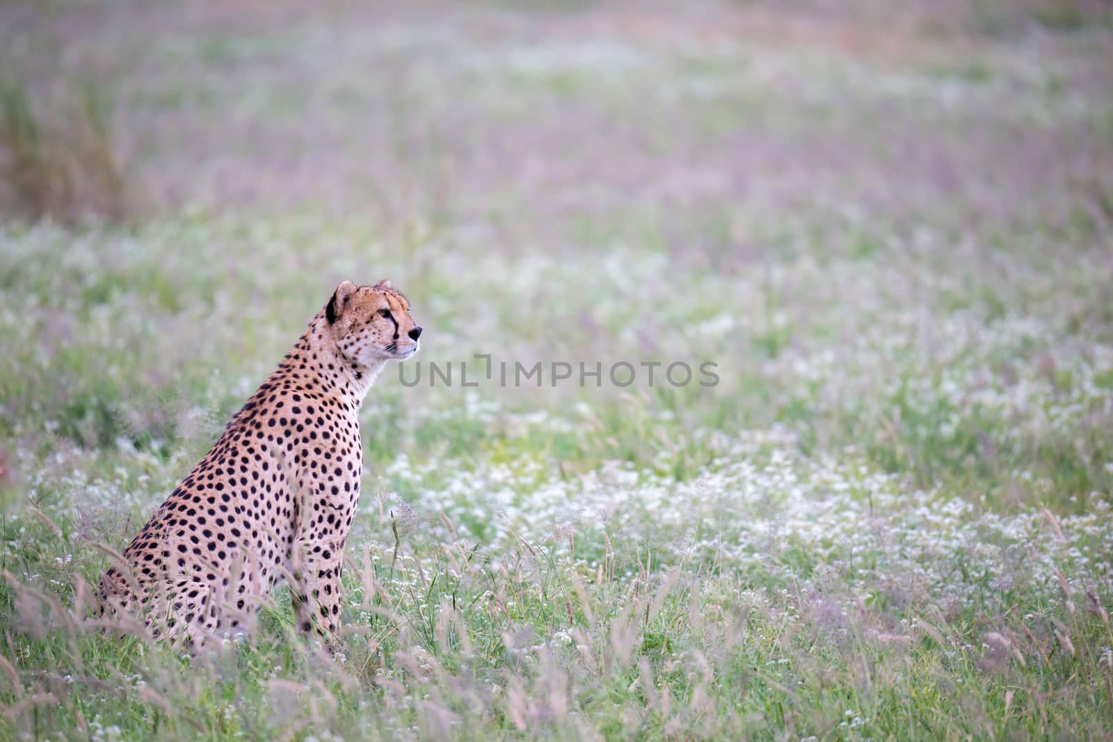 Cheetah in the grassland in the national park by 25ehaag6