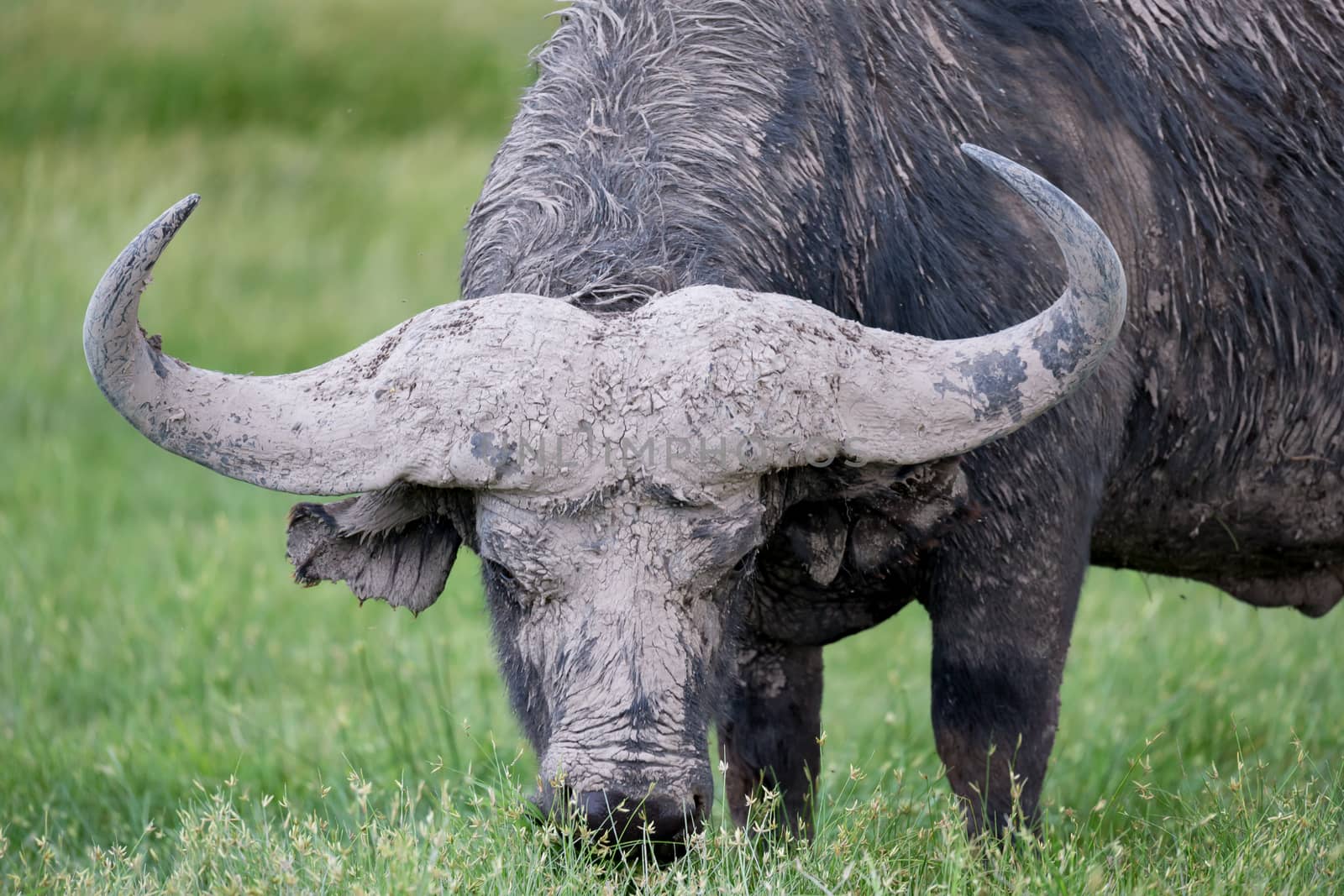 A big buffalo in the grassland of the savannah