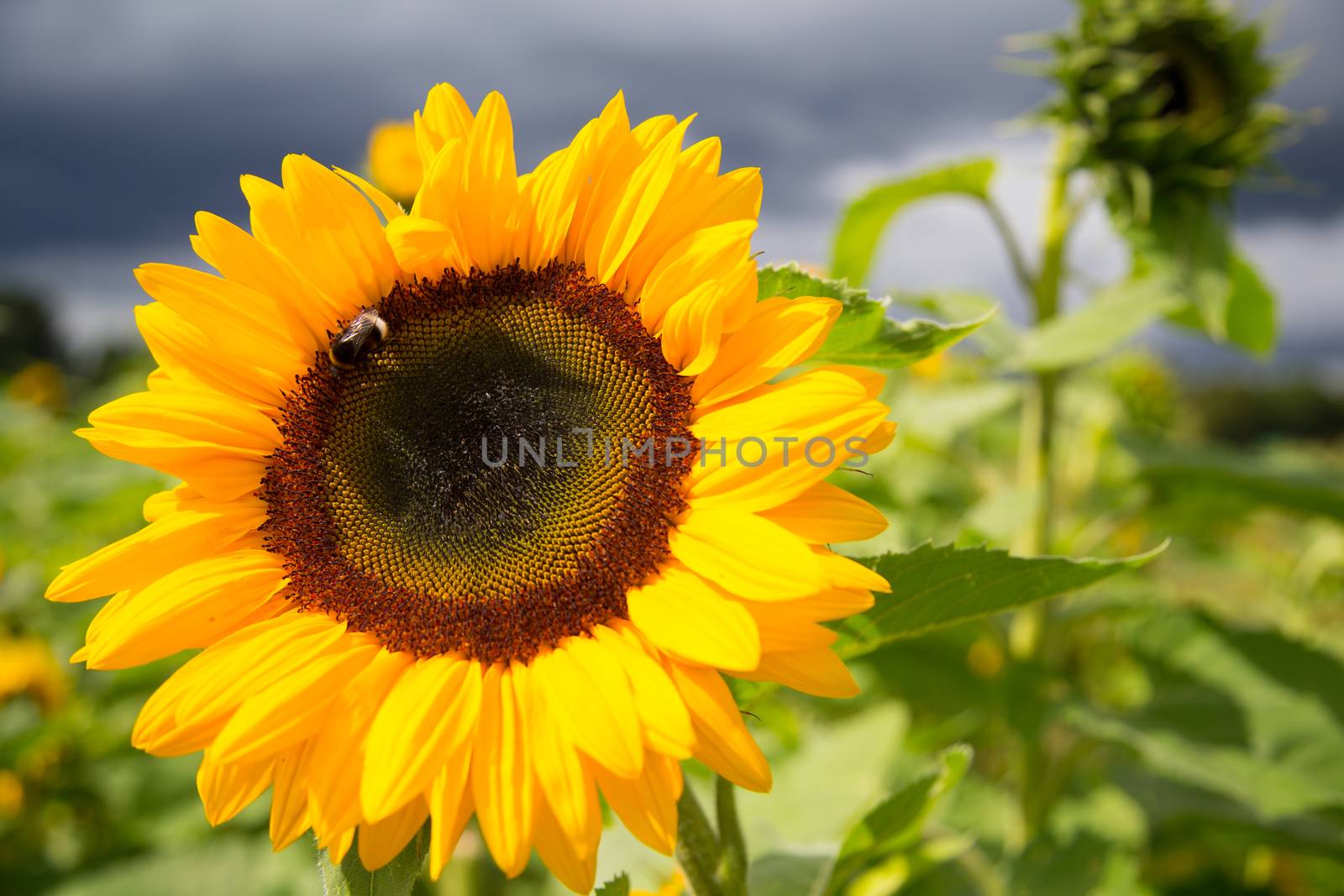 sunflowers in autumn by 25ehaag6