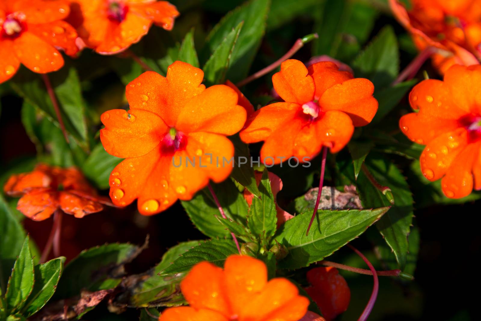 An orange flowers with drops of water on the flowers