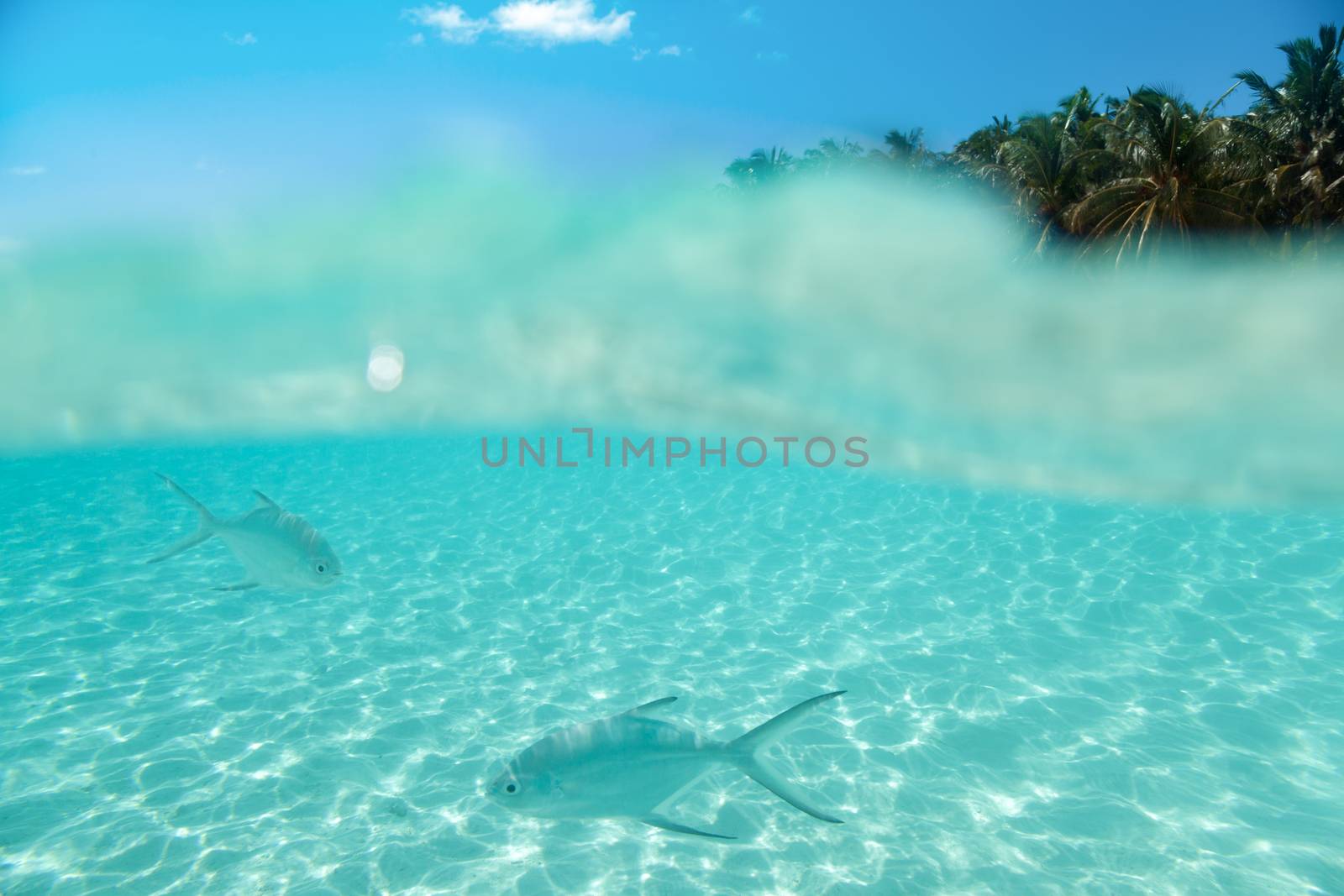 Maledives, underwater life, fishes swimming in the water a front of a island and blue sky
