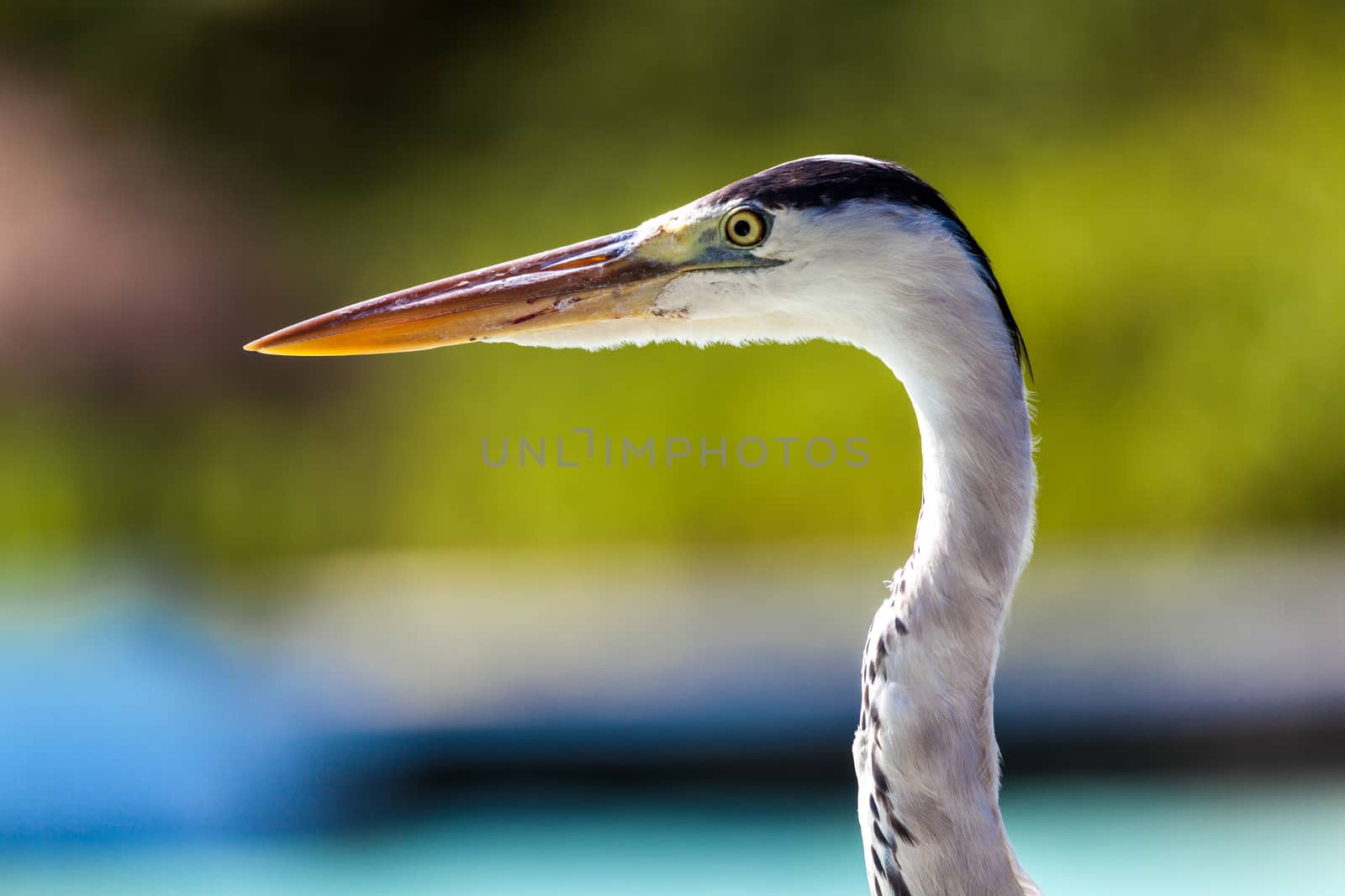 Maldives, travel, holiday, local bird by 25ehaag6