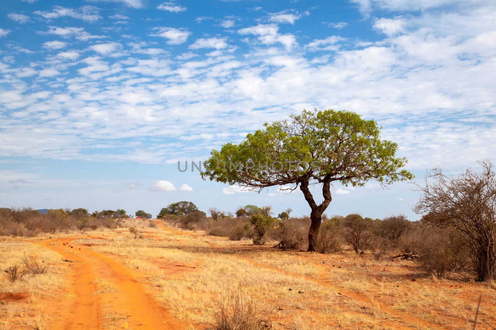 Green tree near the red soil way, scenery of Kenya