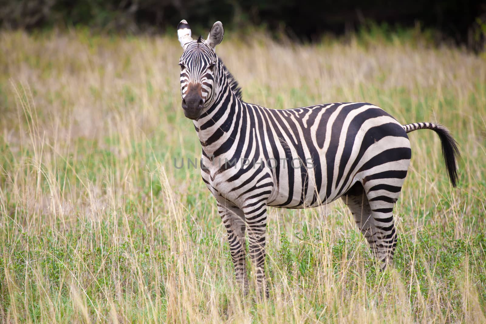 Zebra standing in the grassland in Kenya by 25ehaag6