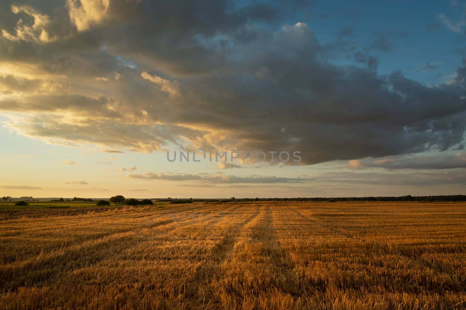 Evening clouds lit by the sun over the stubble, summer view