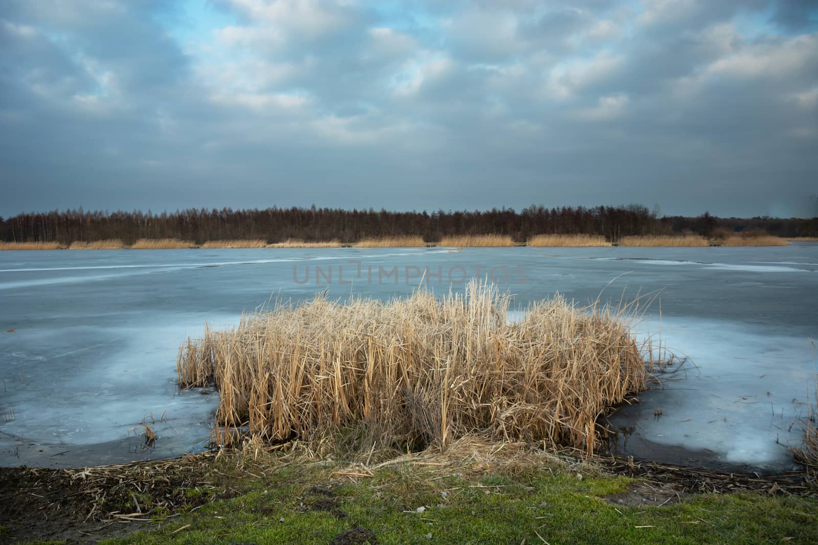 Yellow reeds by the shore of a frozen lake