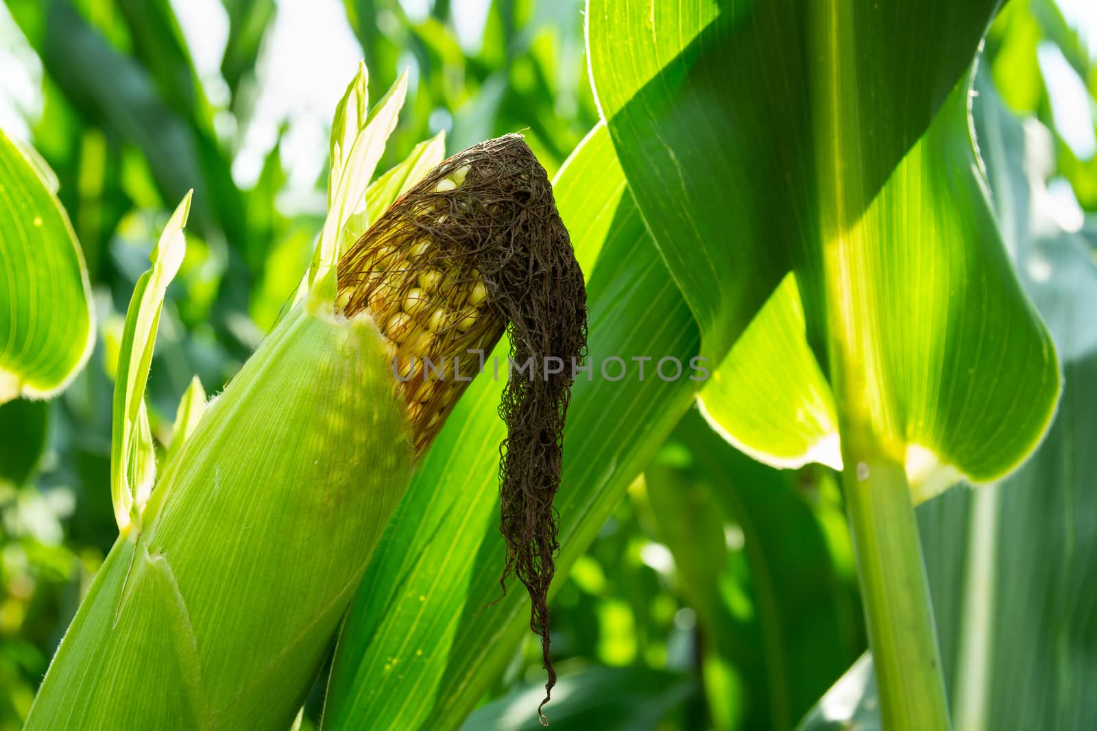 Close up on a corn cob, sunny summer day view