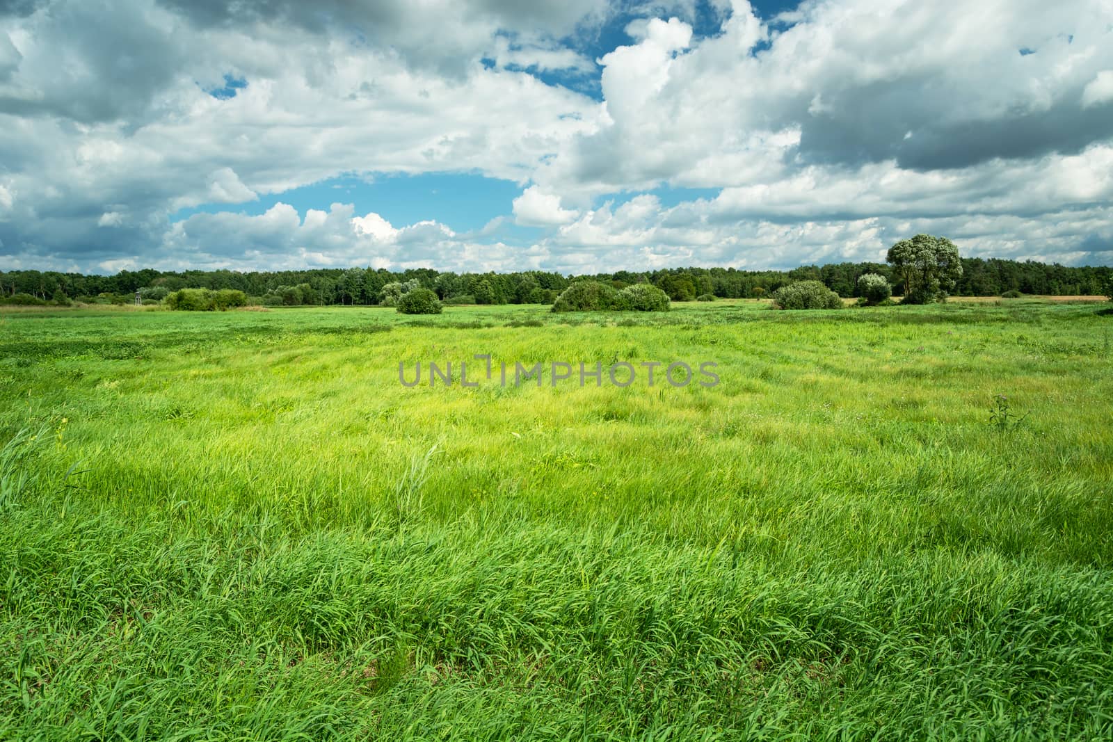 High green grass on the meadow and clouds on the sky, summer view