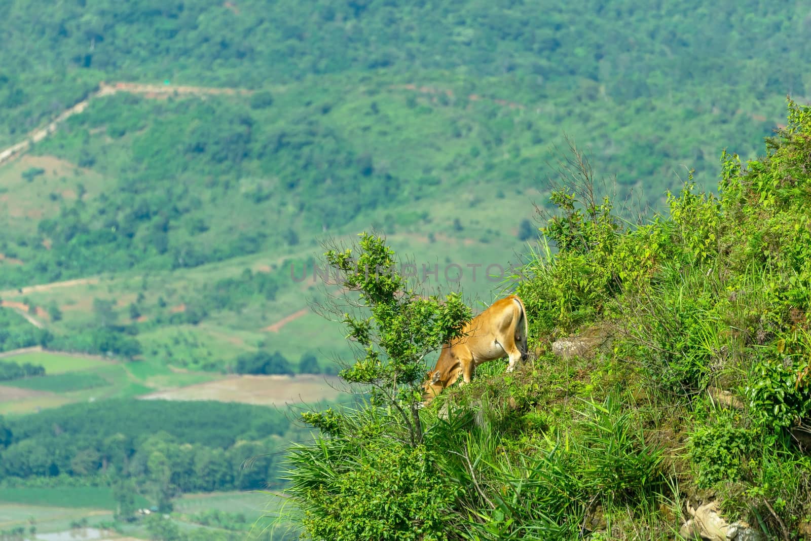 A bull was in danger of walking to graze on a cliff on a steep hill.