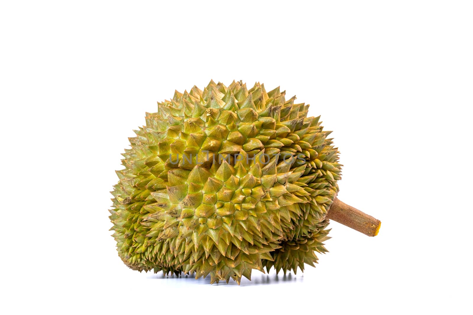 Monthong Durian is the most widely exported fruit in Thailand, isolated on white background.