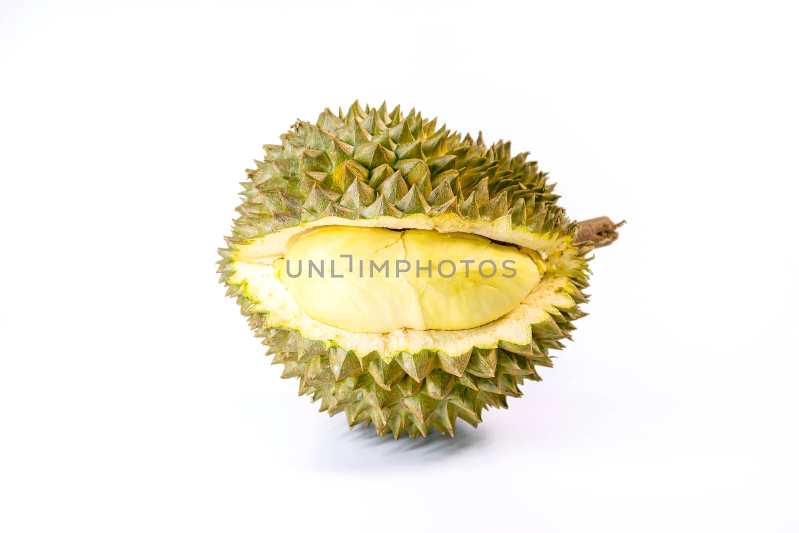 Monthong Durian is the most widely exported fruit in Thailand, isolated on white background.