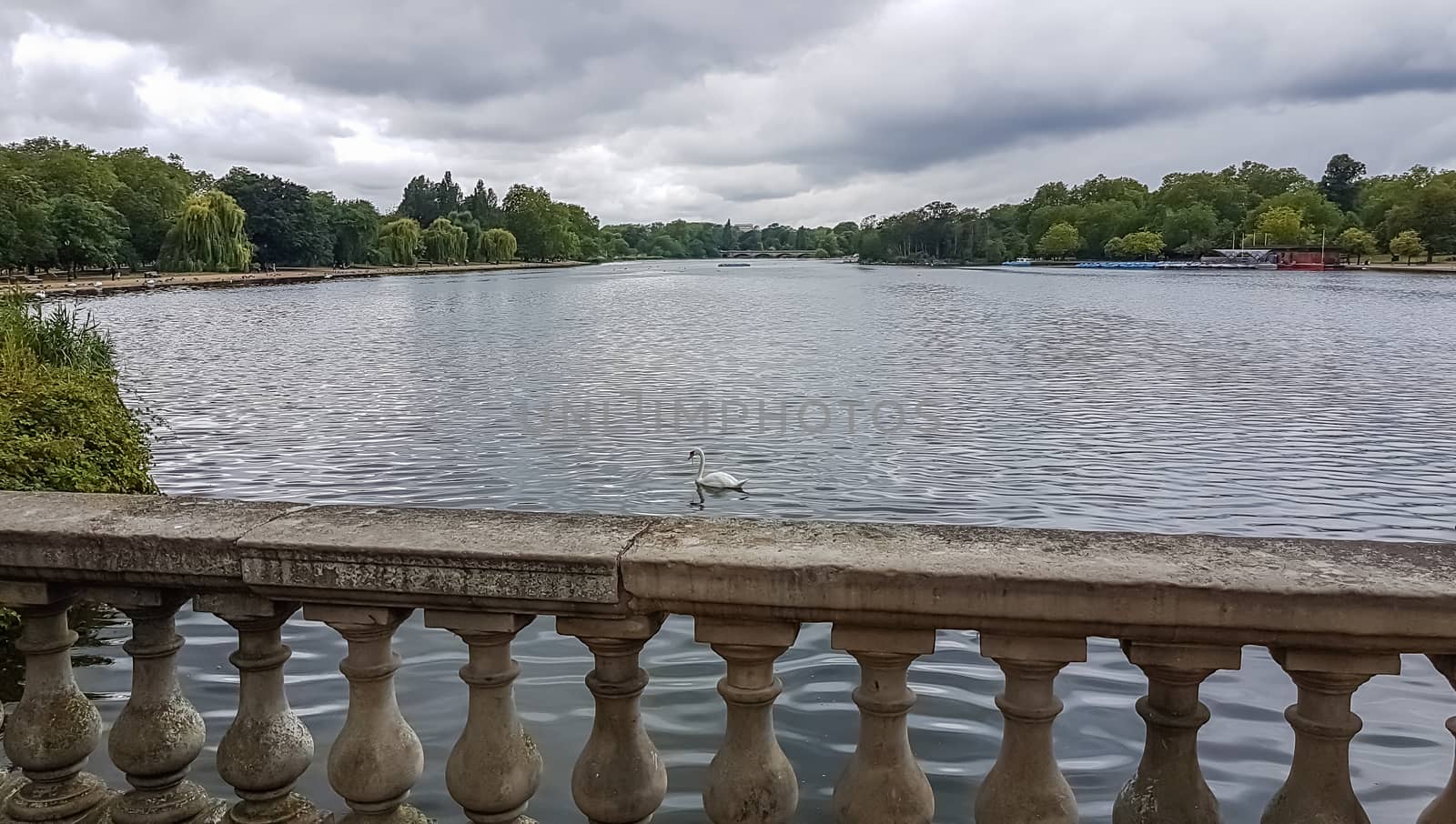 White swan in Hyde Park lake. London, UK. by DamantisZ