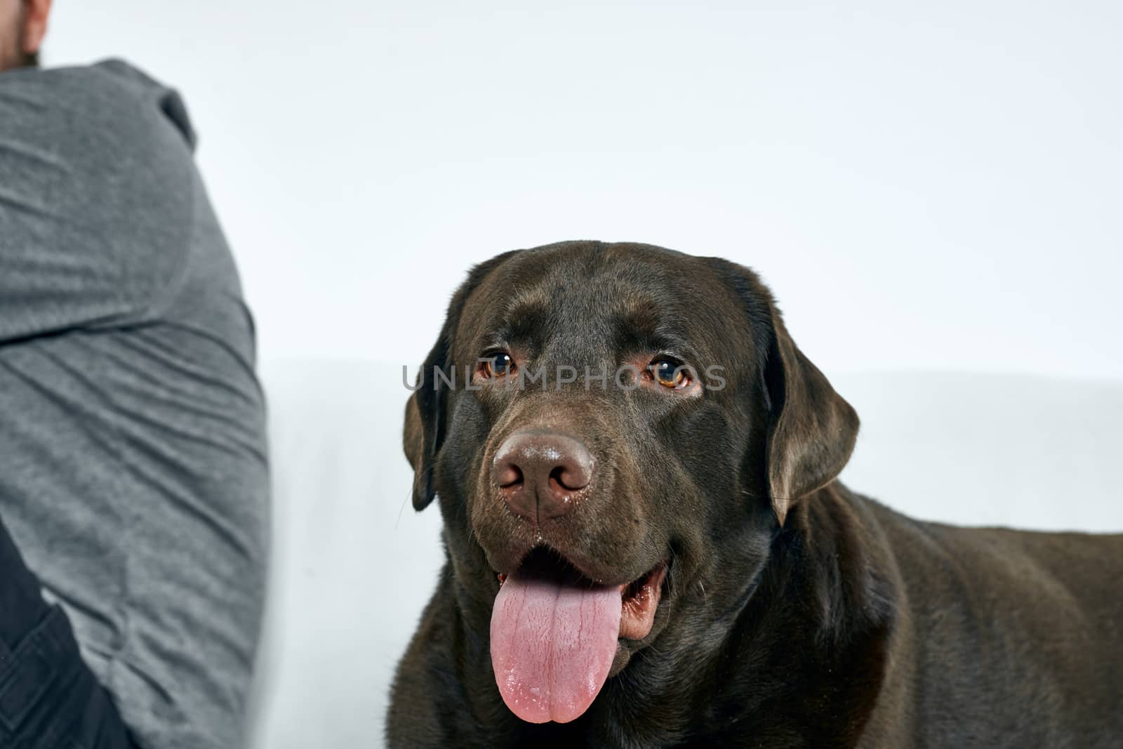 Purebred dog with black hair on a light background portrait, close-up, cropped view by SHOTPRIME