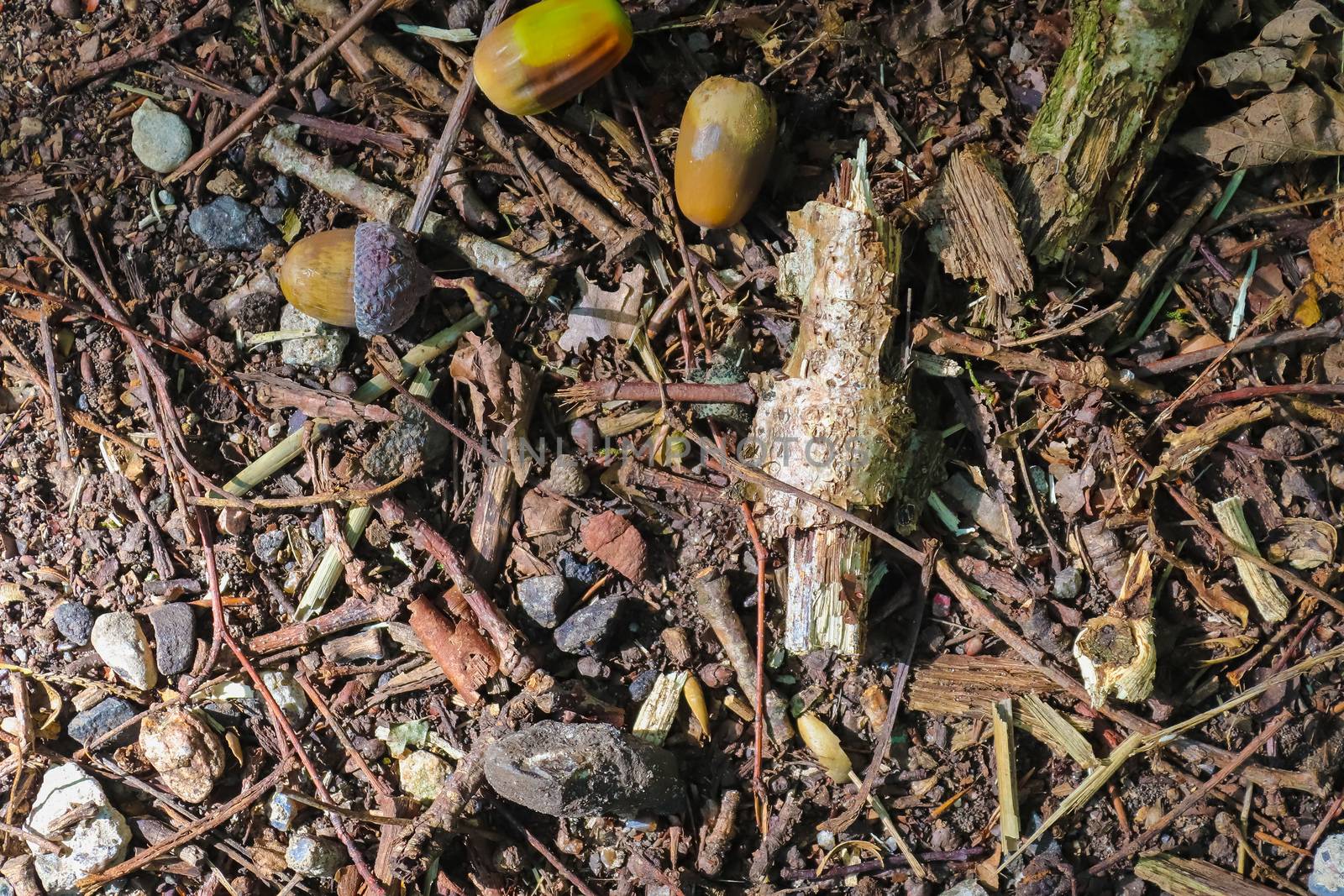 Forest floor with beech nuts from oaks. Nature background texture with copy space. High angle view from above