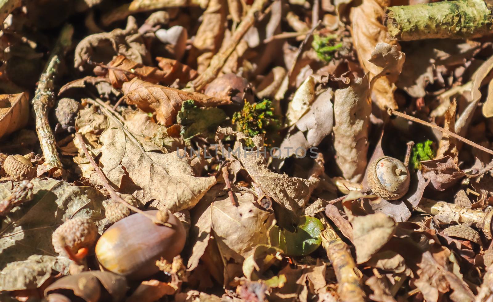 Forest floor with beech nuts from oaks. Nature background textur by MP_foto71