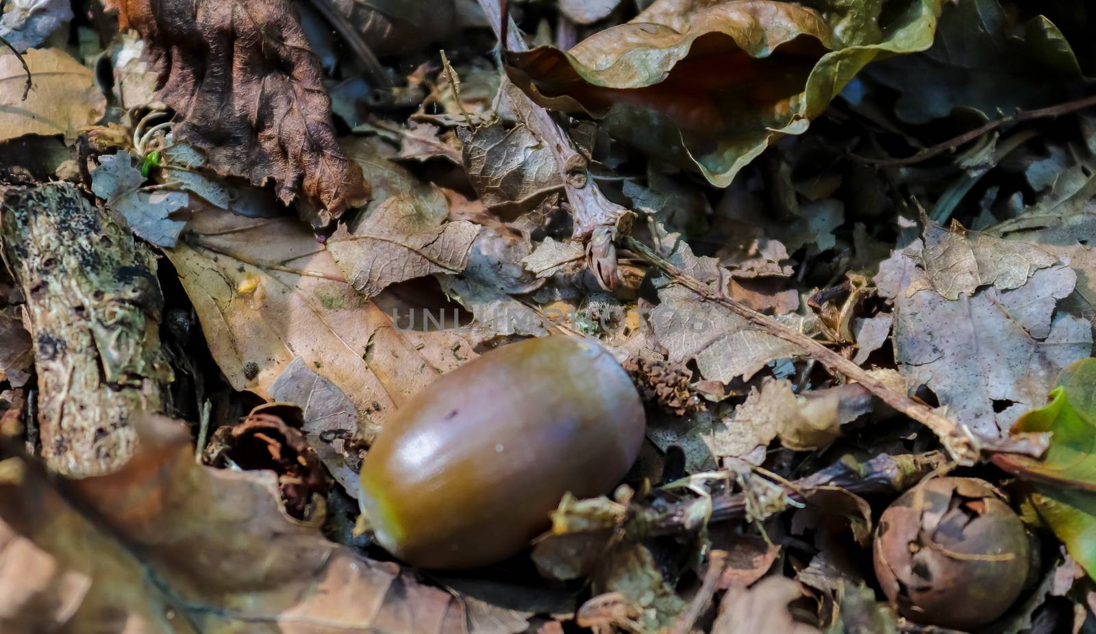 Forest floor with beech nuts from oaks. Nature background texture with copy space. High angle view from above