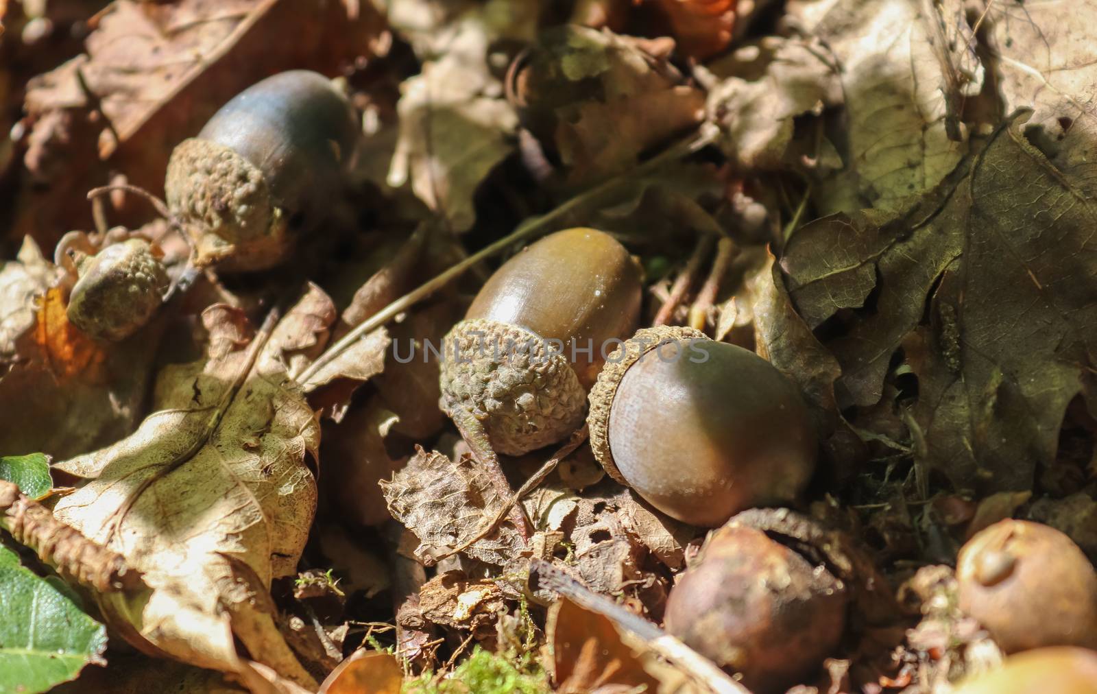 Forest floor with beech nuts from oaks. Nature background textur by MP_foto71