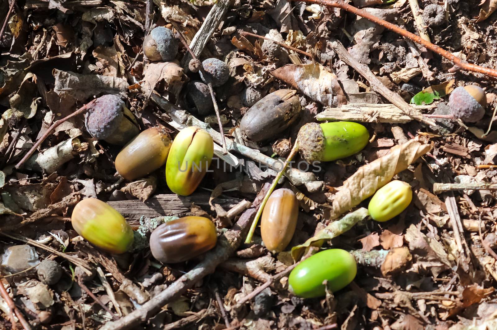 Forest floor with beech nuts from oaks. Nature background texture with copy space. High angle view from above