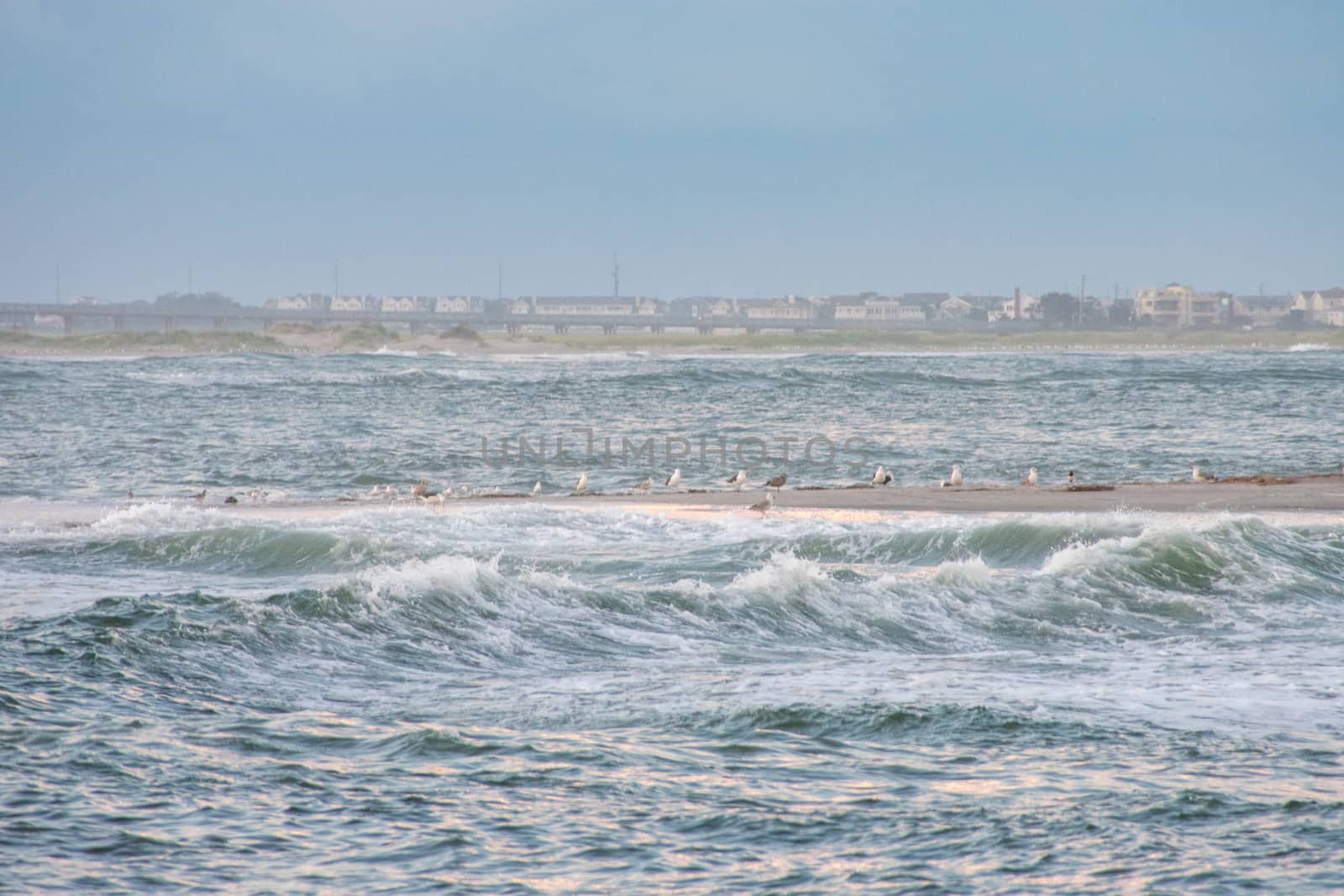 A Flock of Seagulls Standing on a Sand Dune in Rough Waters by bju12290